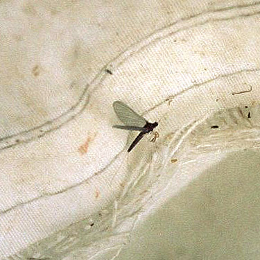 mayfly swept at  Puyallup Riverwalk Trail, Pierce County, Washington