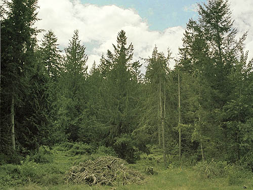 Mixed coniferous tree species, proposed Buckley-Bonney Lake Park, Pierce County, Washington