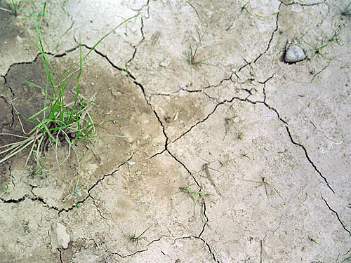 Dried mud cracks, proposed Buckley-Bonney Lake Park, Pierce County, Washington