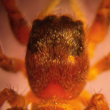 carapace of jumping spider Salticidae Pelegrina aeneola from proposed Buckley-Bonney Lake Park, Pierce County, Washington