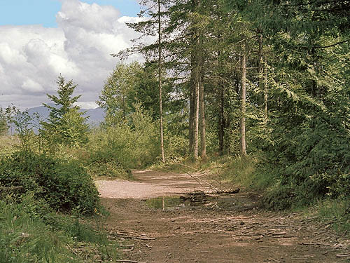 side of dirt road with shrubs, proposed Buckley-Bonney Lake Park, Pierce County, Washington