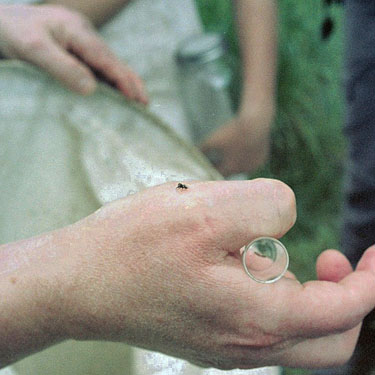 Rod Crawford holding jumping spider Metaphidippus mannii at Puyallup Riverwalk Trail, Pierce County, Washington