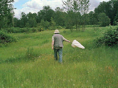 Rod Crawford sweeping the big meadow at Puyallup Riverwalk Trail, Pierce County, Washington