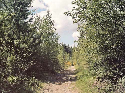 trail / road into proposed Buckley-Bonney Lake Park, Pierce County, Washington