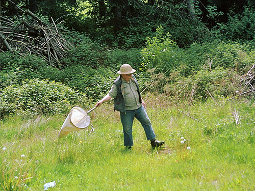 Rod Crawford sweeps grass in clearing, proposed Buckley-Bonney Lake Park, Pierce County, Washington