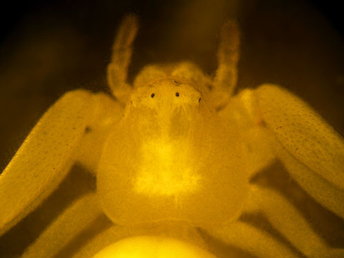 flower crab spider Thomisidae Misumena vatia from proposed Buckley-Bonney Lake Park, Pierce County, Washington