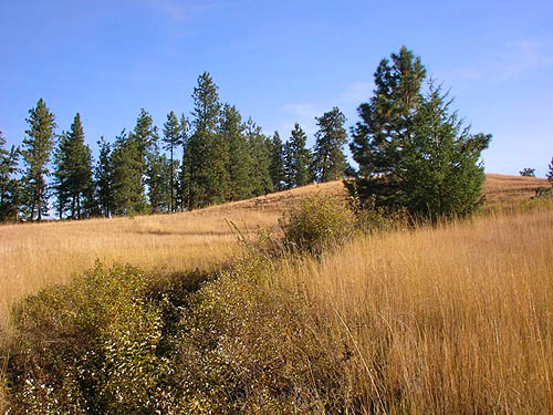 grassy hillside, Bear Creek, 8 miles west of Chelan, Washington