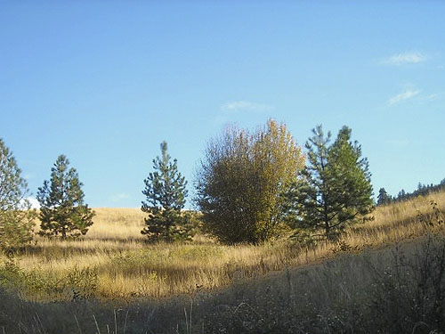 grassland and riparian habitats, Bear Creek, 8 miles west of Chelan, Washington
