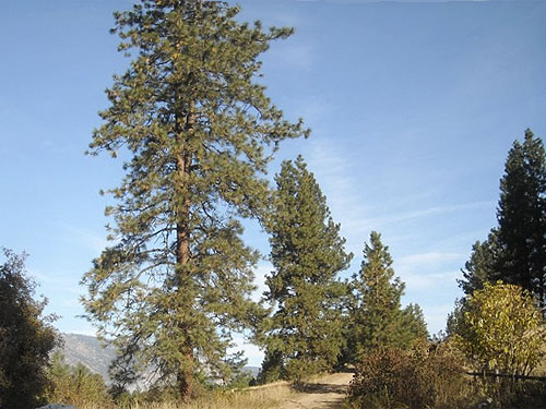 solitary Ponderosa pine tree, Bear Creek, 8 miles west of Chelan, Washington