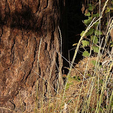 Ponderosa pine trunk, Bear Creek, 8 miles west of Chelan, Washington