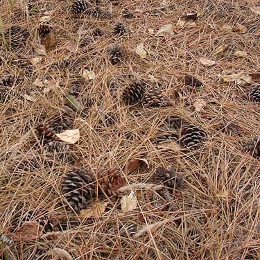 ponderosa pine cones, Bear Lake Park, Spokane County, Washington