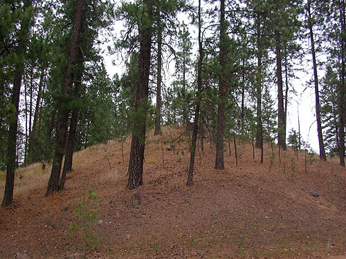 cone-strewn slope in Ponderosa pine forest, Bear Lake Park, Spokane County, Washington
