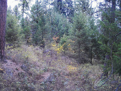 grove of young Douglas-fir, Bear Lake Park, Spokane County, Washington