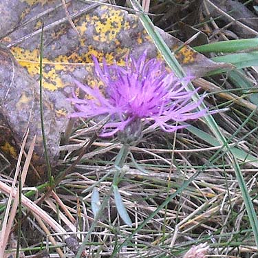 purple flower in October, Bear Lake Park, Spokane County, Washington