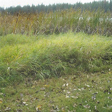 tall but wet grass, Bear Lake Park, Spokane County, Washington