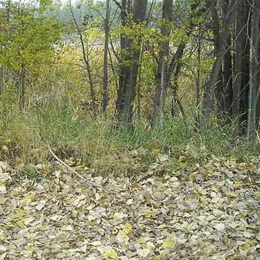 cottonwood leaf litter at edge of grove, Bear Lake Park, Spokane County, Washington