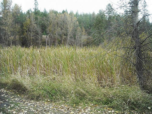 marsh at north end of lake, Bear Lake Park, Spokane County, Washington
