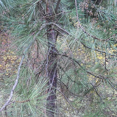 ponderosa pine foliage, Bear Lake Park, Spokane County, Washington