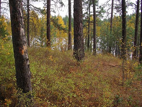 second pine cone site, Bear Lake Park, Spokane County, Washington