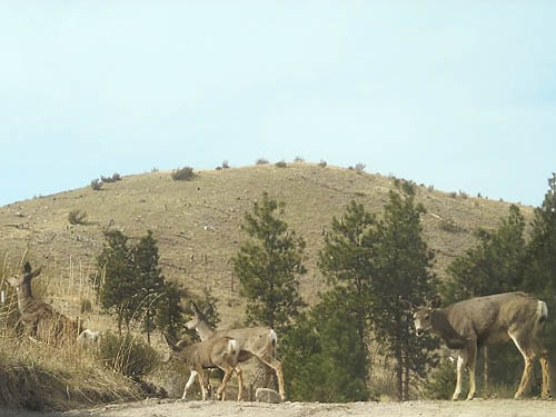 Mule deer on Bear Mountain, near Chelan, Washington