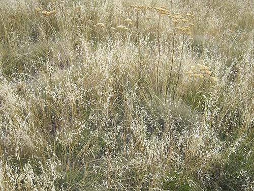 diverse grass and herbs in meadow, Bear Mountain, near Chelan, Washington