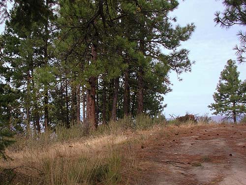 grove of Ponderosa pine trees, Bear Mountain, near Chelan, Washington