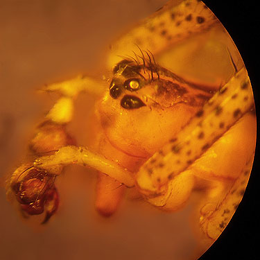 male linyphiid spider Pityohyphantes kamela, Bear Mountain, near Chelan, Washington
