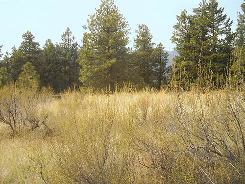 Meadow with Purshia shrubs, Bear Mountain, near Chelan, Washington