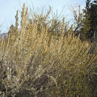 isolated sagebrush Artemisia tridentata, Bear Mountain, near Chelan, Washington