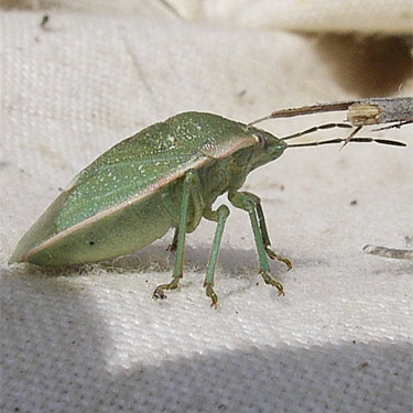 stink bug, shield bug, Pentatomidae, from sagebrush, Bear Mountain, near Chelan, Washington