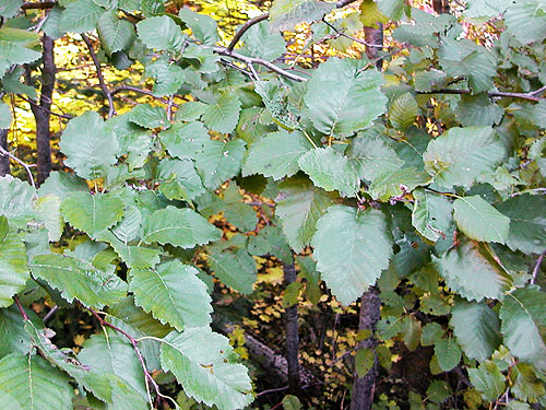 alder foliage, South Fork Beaver Creek spider site, Chelan County, Washington