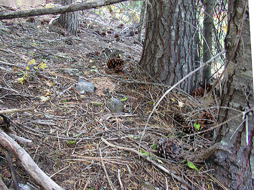 ponderosa pine cones, South Fork Beaver Creek spider site, Chelan County, Washington