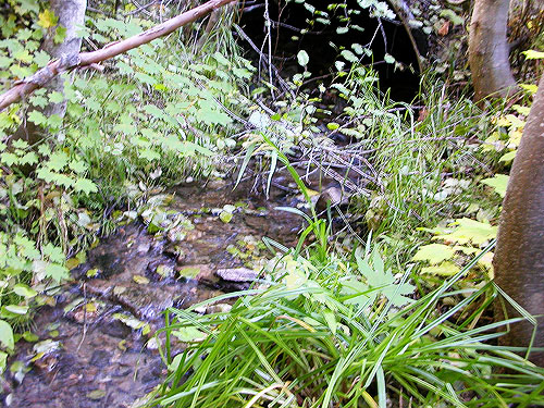 South Fork Beaver Creek at road, South Fork Beaver Creek spider site, Chelan County, Washington