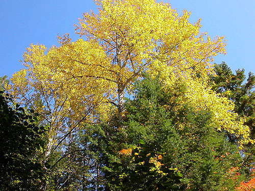 fall-colored cottonwood tree, South Fork Beaver Creek spider site, Chelan County, Washington