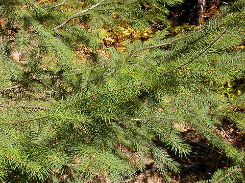 Douglas-fir foliage, South Fork Beaver Creek spider site, Chelan County, Washington