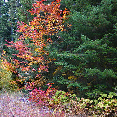 red vinemaple & green douglas-fir, South Fork Beaver Creek spider site, Chelan County, Washington