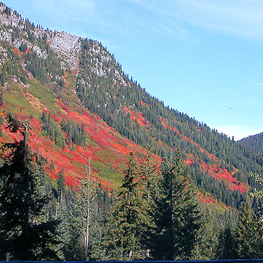 huckleberry Vaccinium stands turning red at Stevens Pass, 9 October 2017