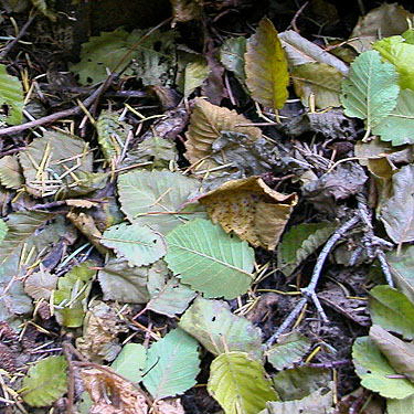alder leaf litter, South Fork Beaver Creek spider site, Chelan County, Washington