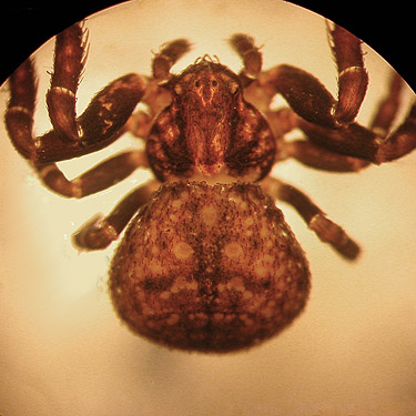 crab spider Ozyptila yosemitica from vinemaple litter, South Fork Beaver Creek spider site, Chelan County, Washington