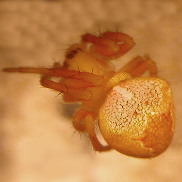 parasitized juvenile orbweaver, Araneus ?gemmoides, South Fork Beaver Creek spider site, Chelan County, Washington