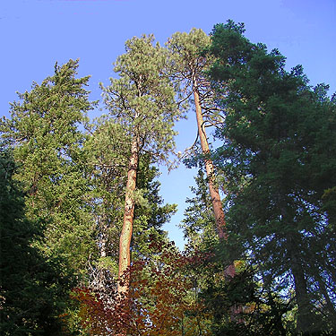 grove of Ponderosa pines, South Fork Beaver Creek spider site, Chelan County, Washington
