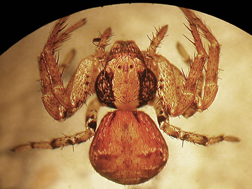 Xysticus pretiosus crab spider from alder litter, South Fork Beaver Creek spider site, Chelan County, Washington