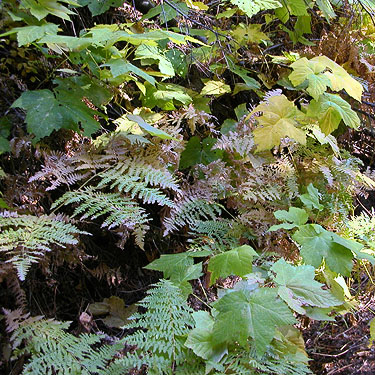 thimbleberry, fern in roadside verge, South Fork Beaver Creek spider site, Chelan County, Washington
