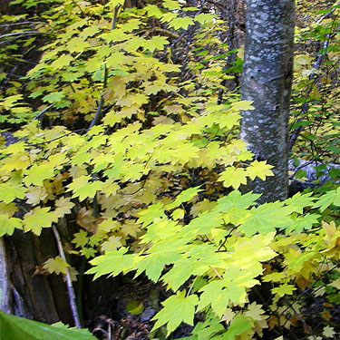 vine maple in forest, not red but yellow, South Fork Beaver Creek spider site, Chelan County, Washington