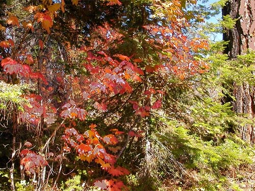 red vine maple, Ridge crest between Big and Little Creeks, Kittitas County, Washington