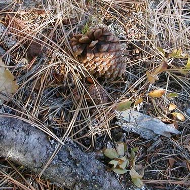 pine cone, Ridge crest between Big and Little Creeks, Kittitas County, Washington
