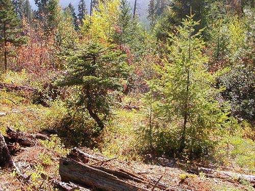 pine cone terrain, Ridge crest between Big and Little Creeks, Kittitas County, Washington