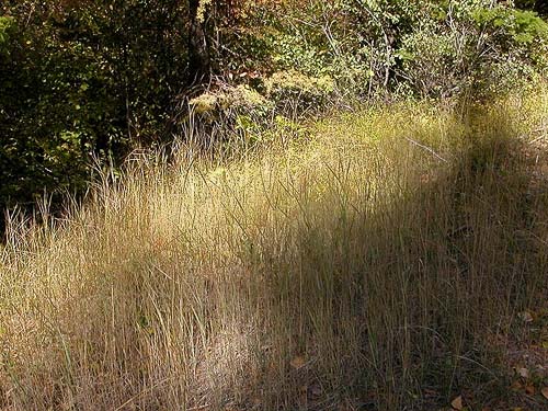 roadside grass, Ridge crest between Big and Little Creeks, Kittitas County, Washington