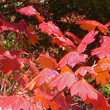 red vine maple, Ridge crest between Big and Little Creeks, Kittitas County, Washington