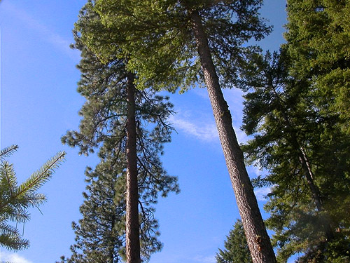 tall pine trees in partial cut, Ridge crest between Big and Little Creeks, Kittitas County, Washington